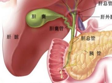 普照医生：胰腺是什么？胰腺炎是怎样引起的？
