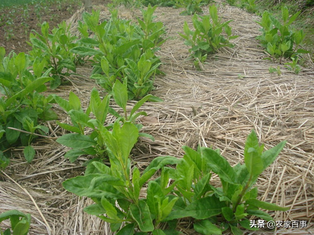 明日草(农村一种野草,人称"明日草,过去农民当害草,如今城里15一斤)