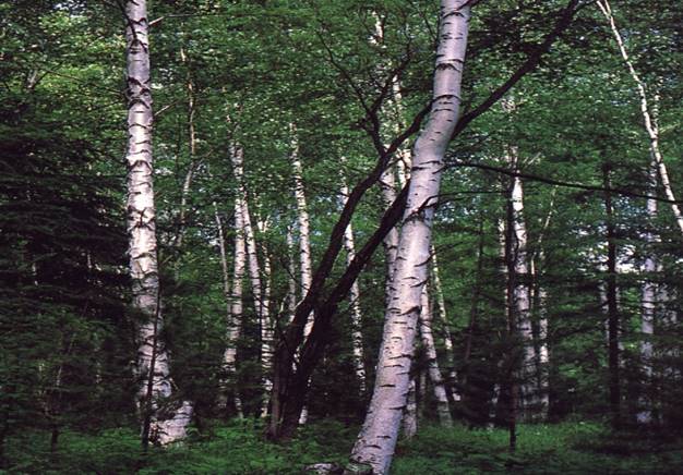 怎样理解生态系统结构