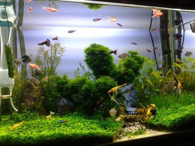 什么魚缸都可以養魚，并且都能養好，我們應該如何選擇為好呢？