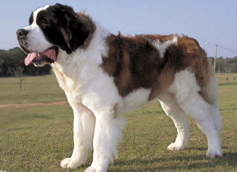 圣伯纳幼犬多少钱一只作为瑞士