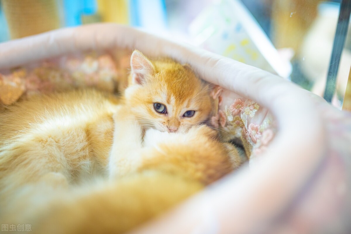 “招财猫”金渐层，你会养吗？