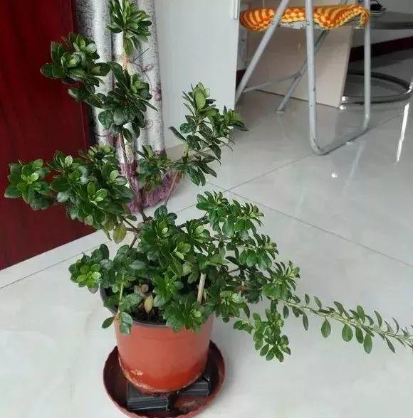 养杜鹃花关键在浇水上，学一招，省事还不用担心烂根！