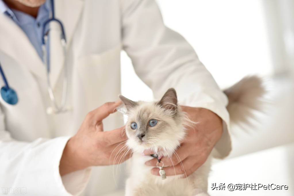 治疗宠物猫癣狗癣效果最佳的药膏排名推荐
