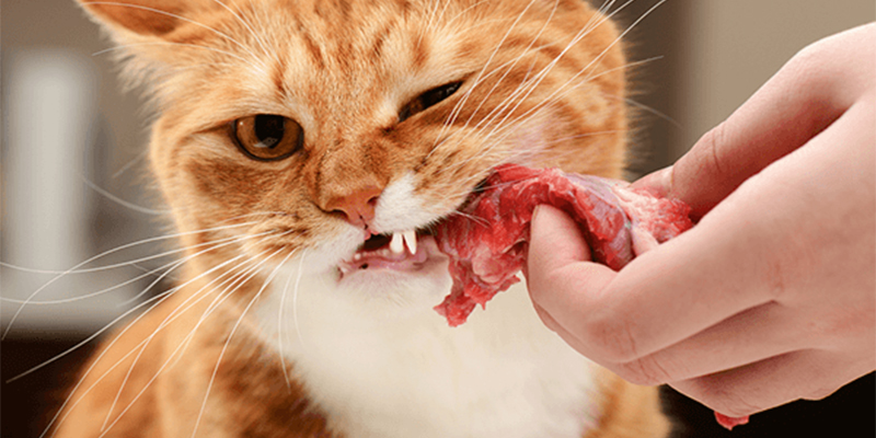 猫咪有这些表现，说明该驱虫了