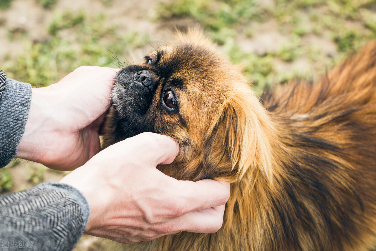 曾经享尽荣华富贵的皇家御犬——京巴犬 挑选饲养护理方法等全介绍