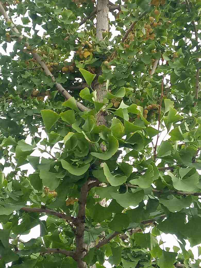 銀杏樹(shù)種植,銀杏樹(shù)種植方法