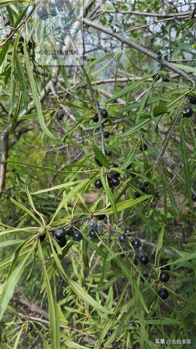 茶叶树(家茶，见过吗？能消食健胃，清热去火)