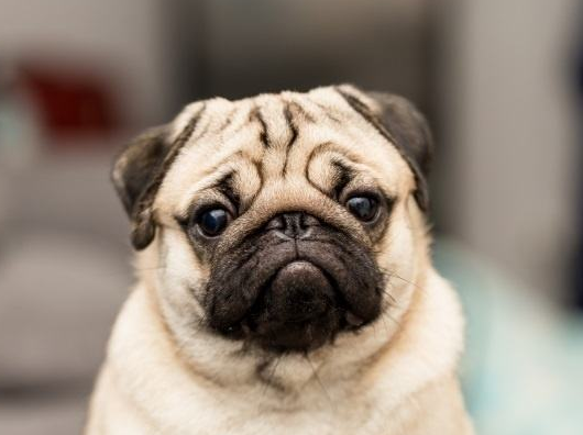 别上当了,这5个特点是纯种巴哥犬才有的!都符合才是好品相