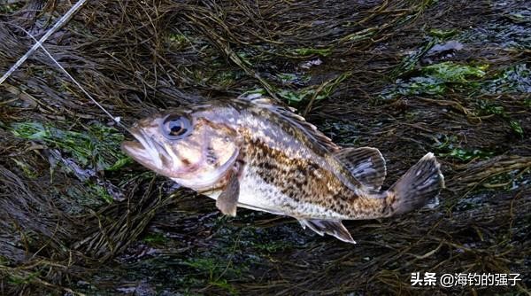 岩礁底層魚的3個典型習性 穴釣 玩法的核心首先我們來了解一下 穴釣 目标魚主要都有哪一些 我梳理了這些魚三個典型習性供參考 小總結