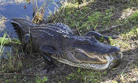 我国古籍里，动物中的四大音乐家——凤、龙、夔、鼍