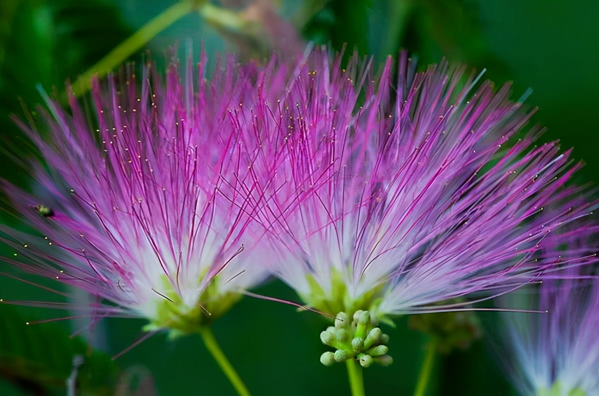 解忧安神,缓解失眠的合欢花你了解吗?合欢花除了泡水还可以煮粥