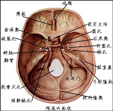 从四个角度来证明进化论是否有错！