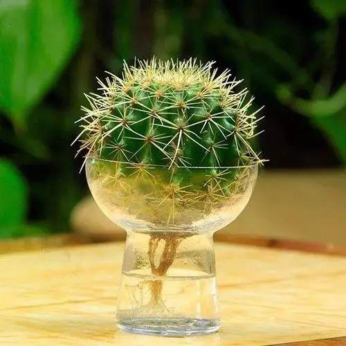 15种花很耐养,掰个叉做水培,发芽开花都可以!