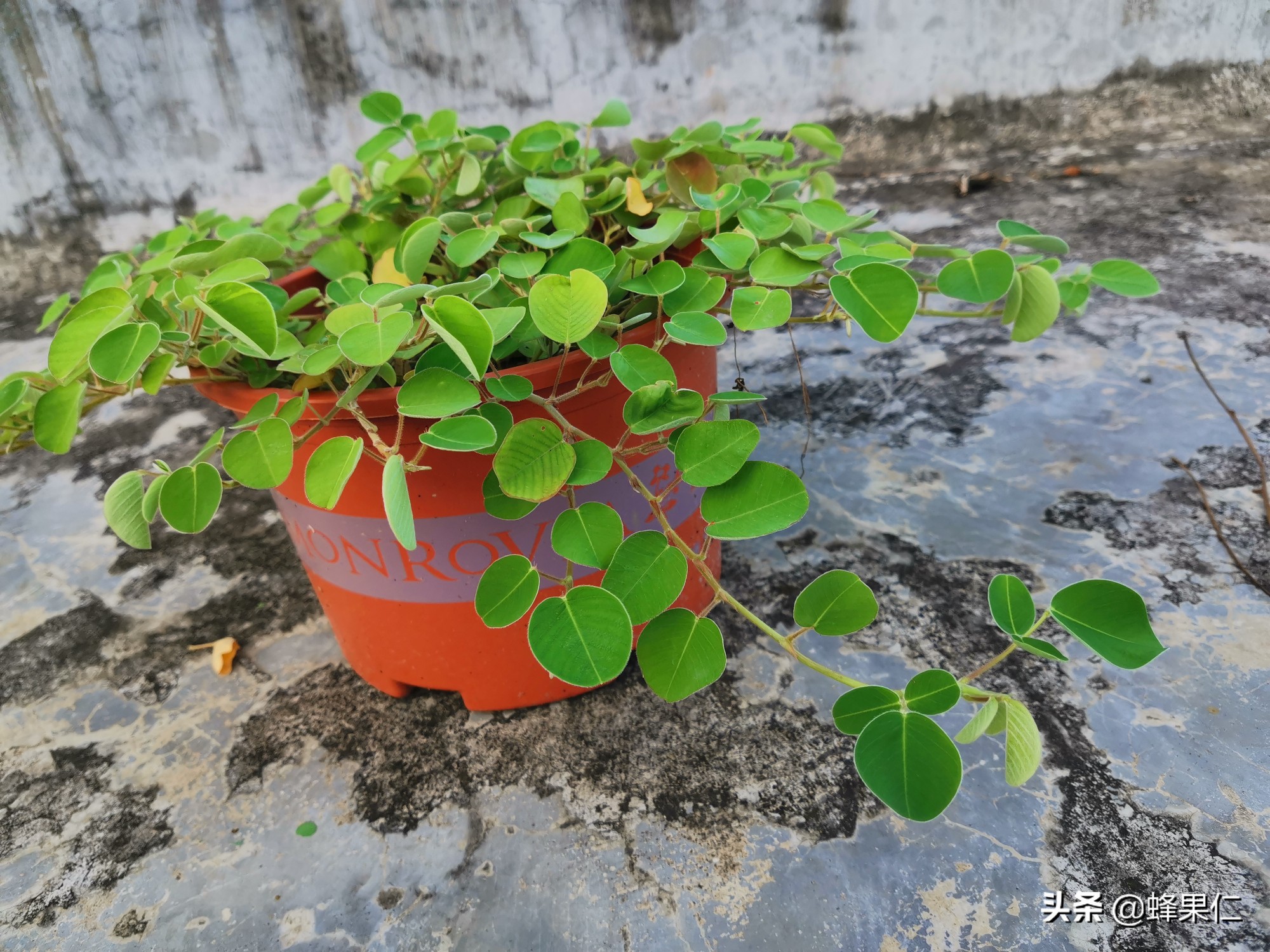 金钱草除了药用以外,这个作用值得每个家庭拥有,你知道吗?