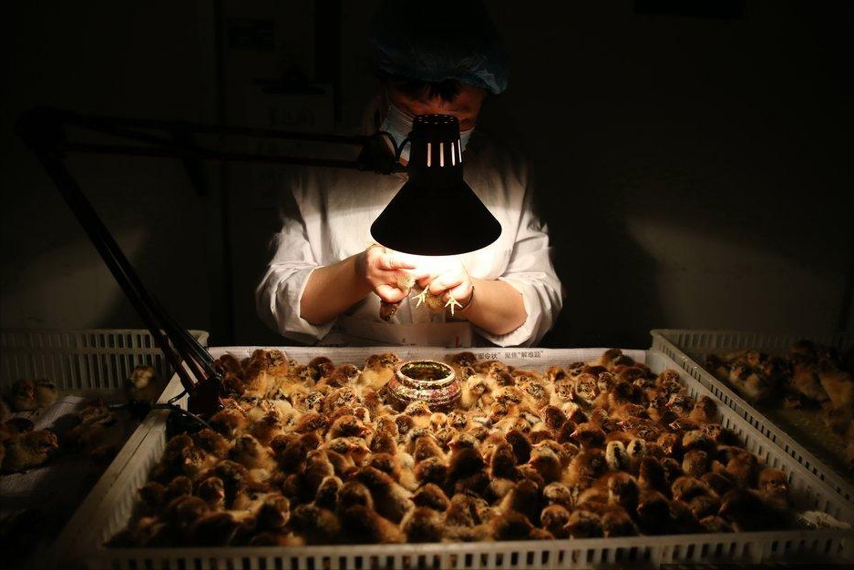 自动化肉鸡养殖场招聘（年薪30万的吃香职业）