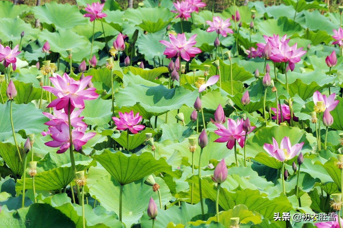 赏读李渔荷花两篇：冷然一阵荷香过，是花是叶，分他不破