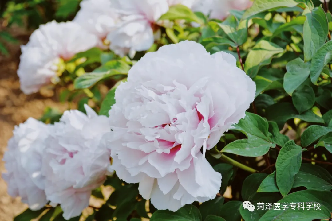 菏泽医学专科学校牡丹，又是姹紫嫣红开遍