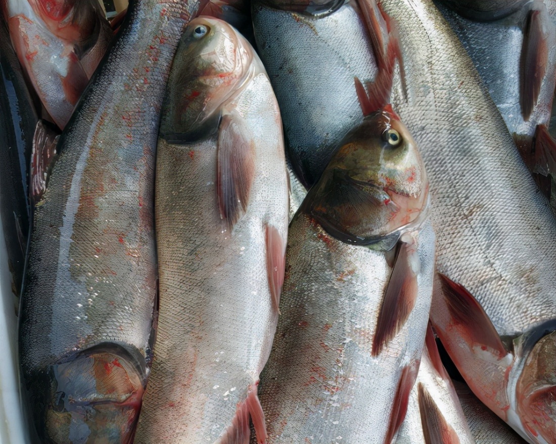 四大家鱼的鲢鱼,曾风光无限是做腊鱼的首选,如今沦为"廉价鱼"