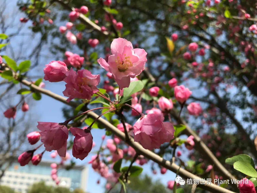 垂丝海棠：枝似轻丝袅袅垂，娇柔含羞如春醉