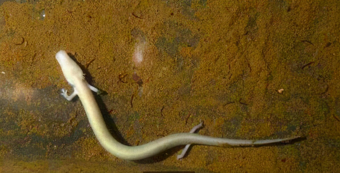 洞螈的生存危机