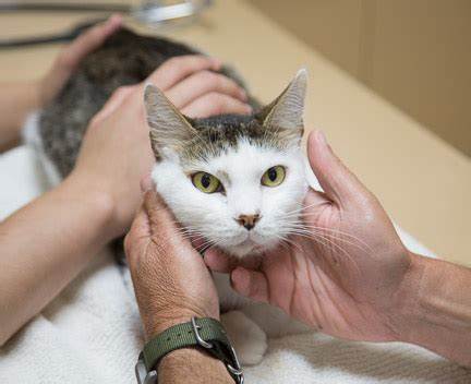 猫咪便血是怎么回事，又是什么导致的？