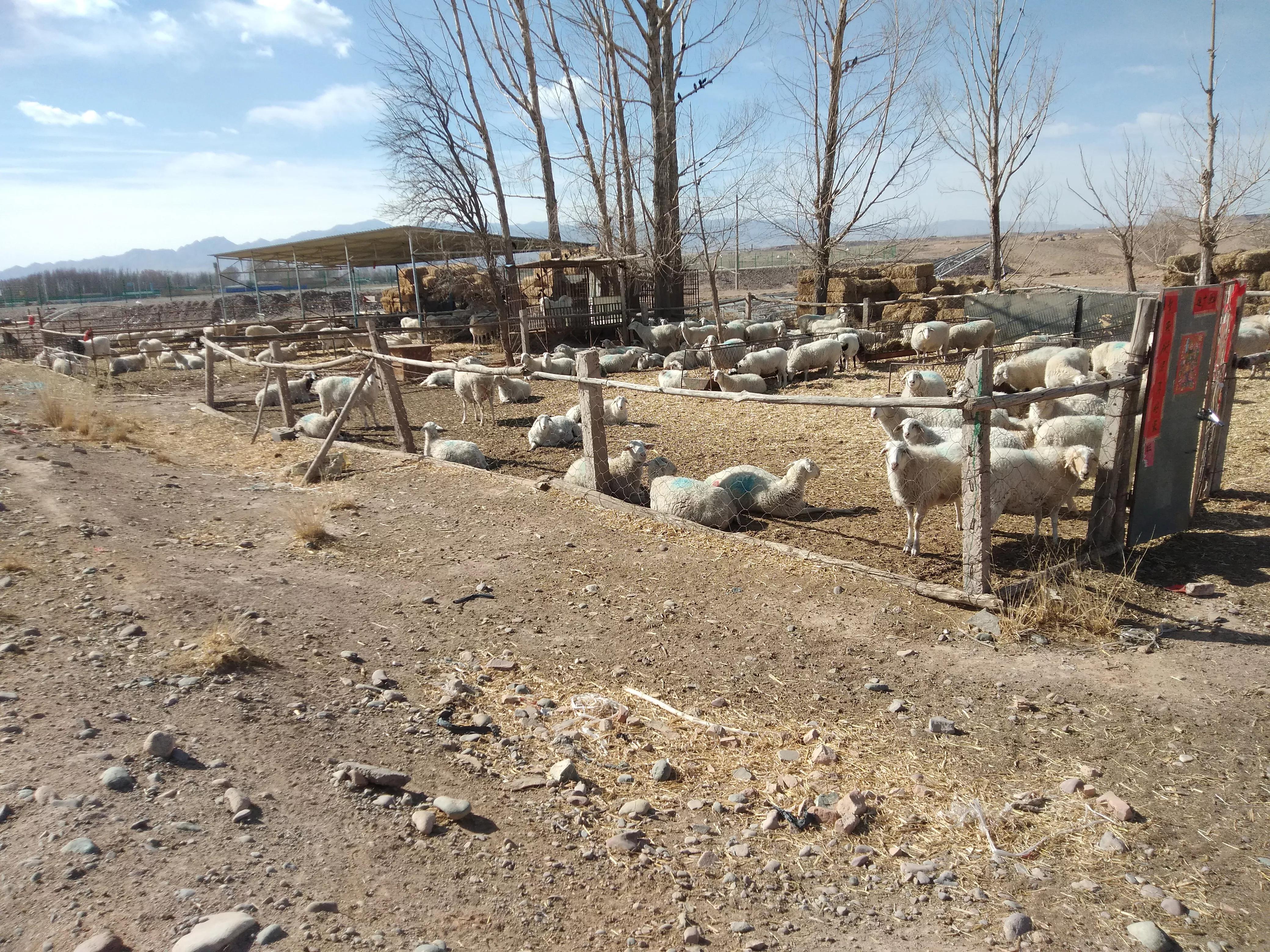 在农村同时种20亩地养20只羊，种养结合，1年能有多少利润？