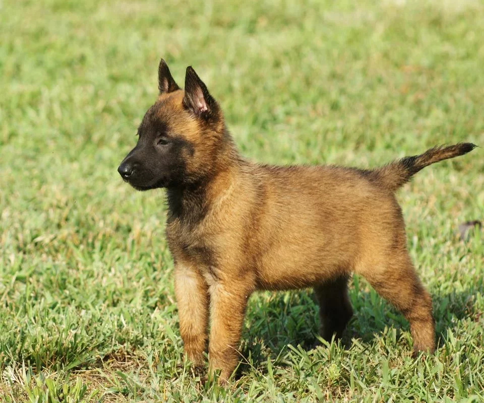 世界犬种智商排名榜前 30 名的聪明狗狗