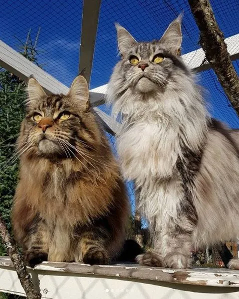 一组大体型猫咪图片:缅因猫霸气,布偶猫可爱,麻烦帮我打包