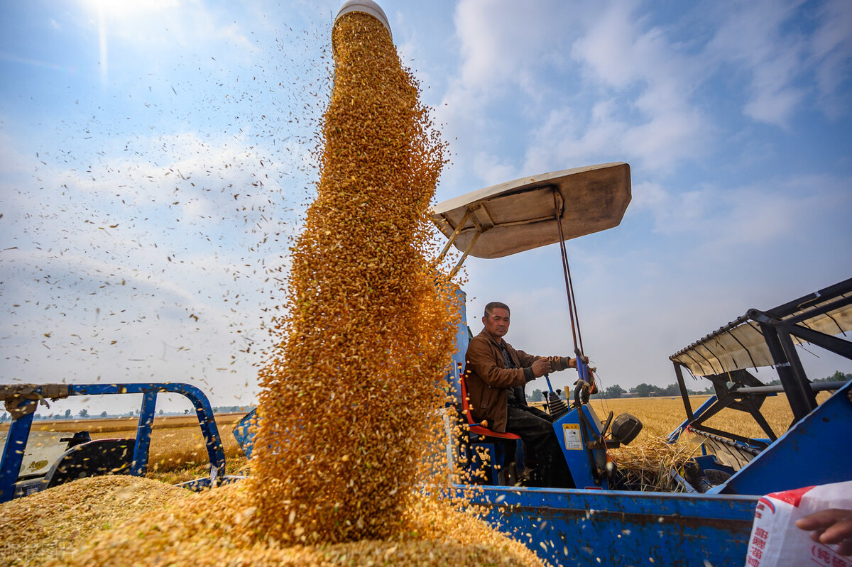新小麦陆续上市，开市价1.15-1.25元，今年小麦是否能突破1.3元？