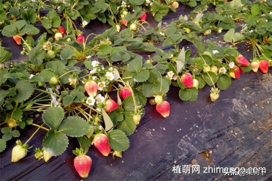 草莓种植季节，草莓什么时候种植比较好