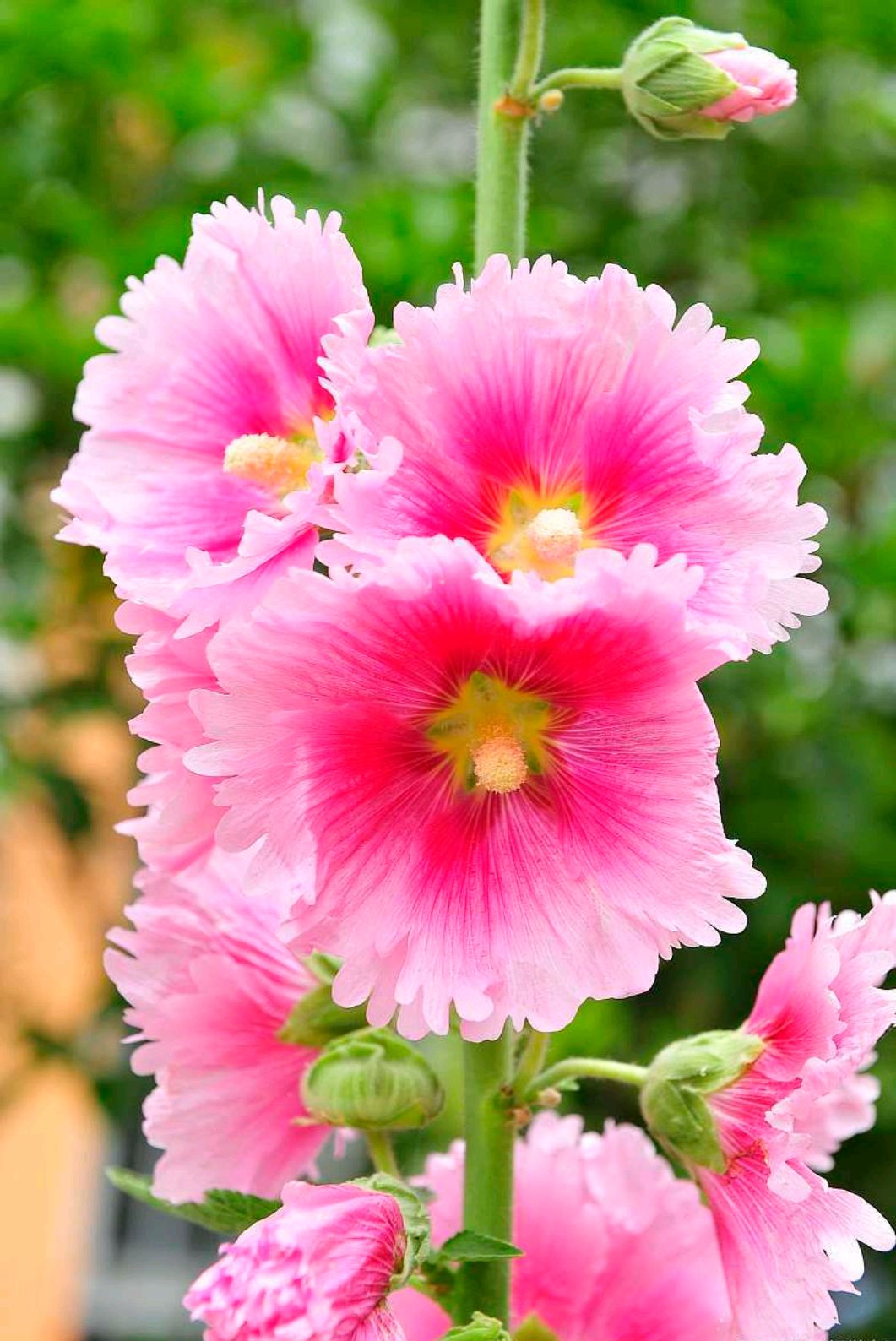 百棵蜀葵鸣不平,只因为开得太多了就令人觉得稀松平常,不怎么被在意了