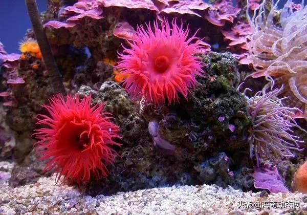 海魚圖片大全,海魚圖片大全及名稱