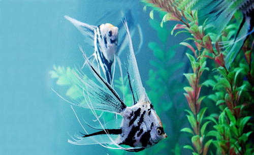 鱼友的白月光:神仙鱼这样养,可以陪伴你更久