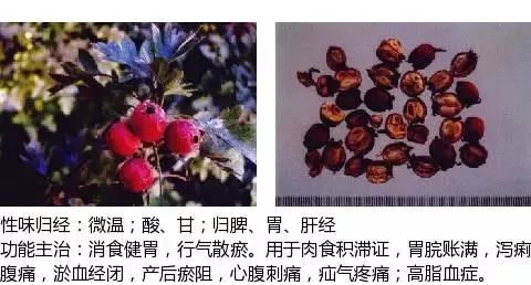 300个中草药图谱（附主治功效），知道一半就太牛了（上）