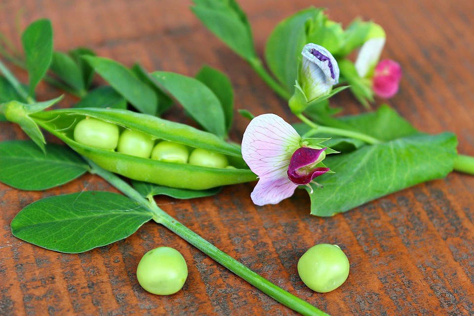 豆科植物有哪些品種中國豆類大全