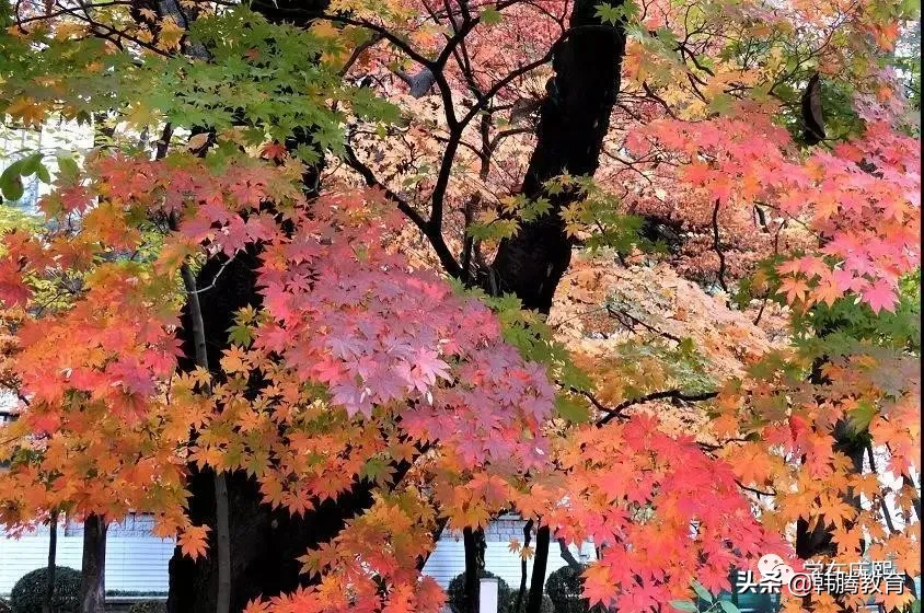 被誉为韩国最美校园，多部韩剧取景地，走进世界名校——庆熙大学