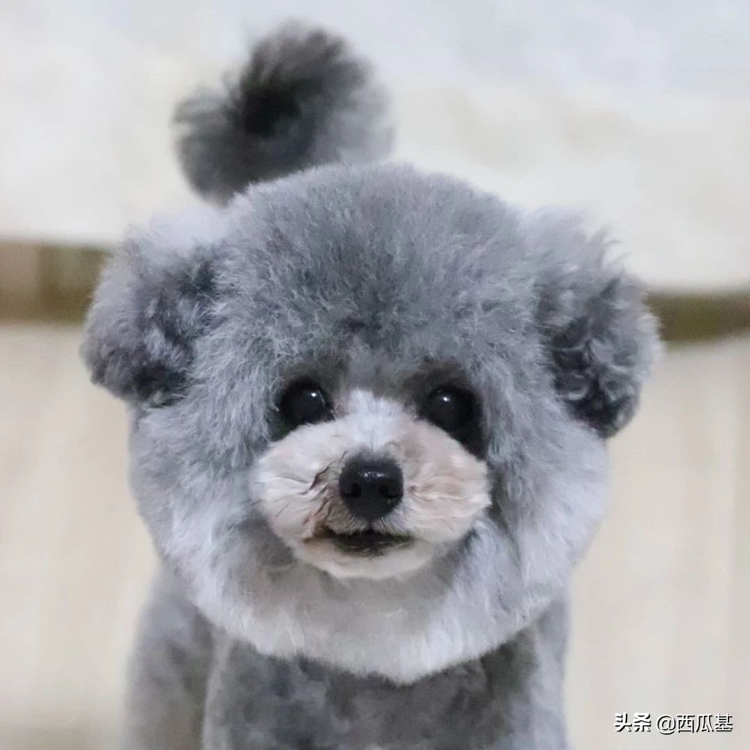 贵宾犬造型都有哪些(贵宾犬最新流行的发型集锦)