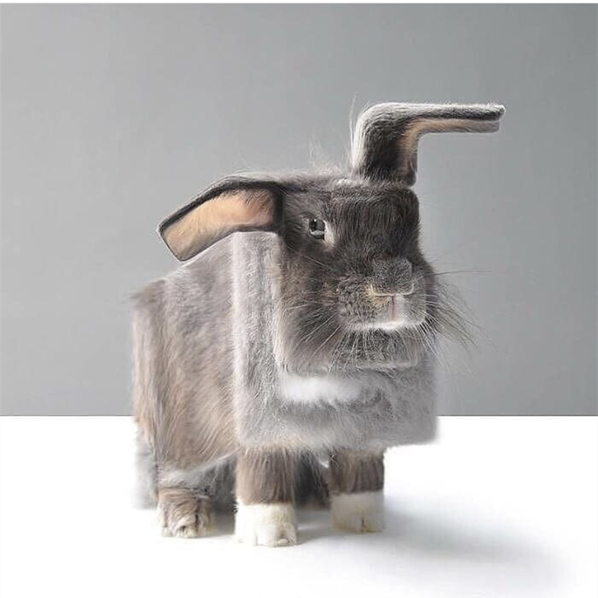 动物都变成方块的形状,虽然少了点真实感,但却很有二次元的味道