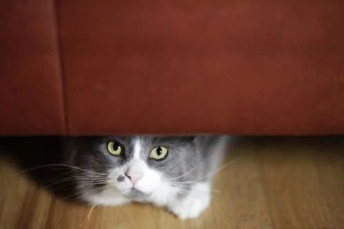 猫到新环境怎么安抚 怎么让猫不害怕新环境