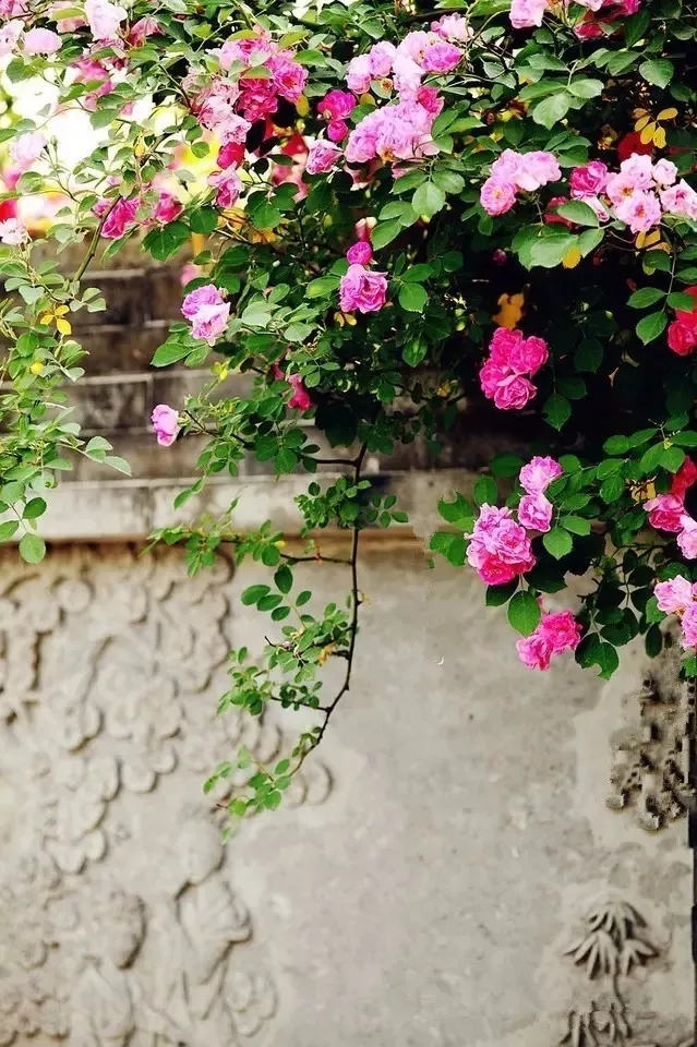 花开心情好，余生皆欢喜