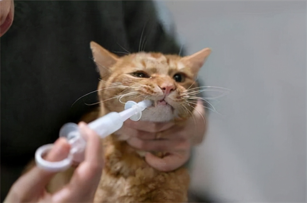 猫咪体内驱虫药什么牌子的好（养宠经验猫咪驱虫药推荐）
