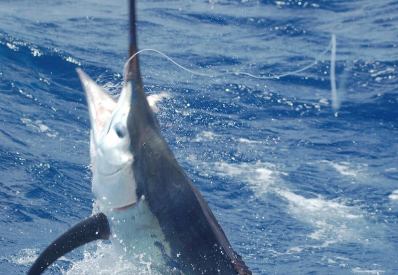 13旗鱼价格多少钱一斤(最新2021)-图5