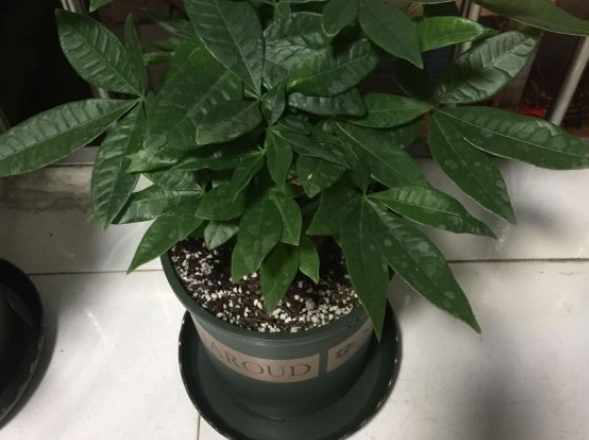 发财树怎样养才能养得好（发财树最全养护方法）
