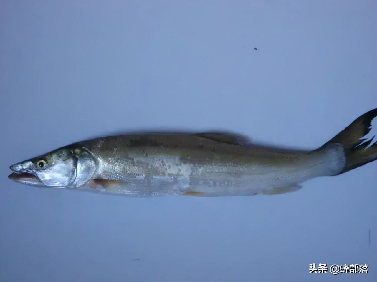 019年鳡鱼多少钱一斤,为何成为钓手的最爱?&quot