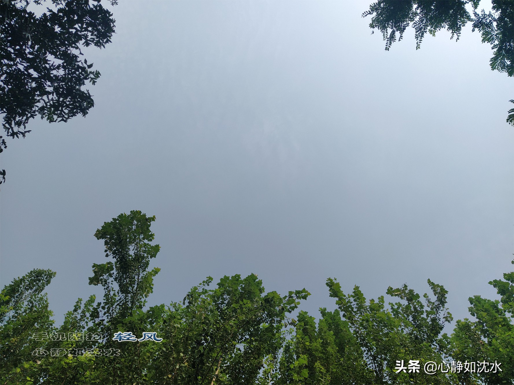 雨后微风送爽，静闻夏草幽香