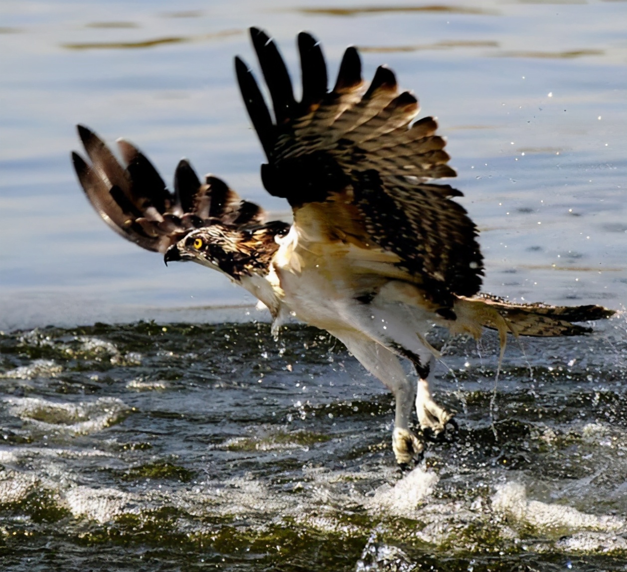 海东青是什么鸟海东青还存在吗