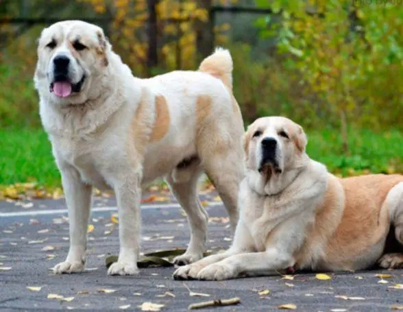 寻根问祖系列:中亚牧羊犬(Central Asian Shepherd Dog)