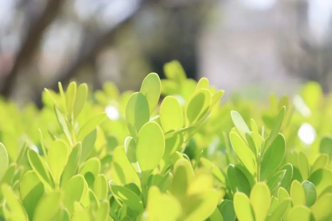 权威发布！东华大学2021年本科招生章程