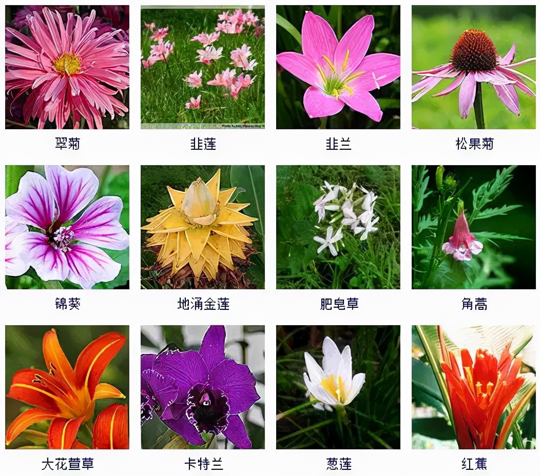 秋天到啦!这100多种秋花植物,安排时间赏起来